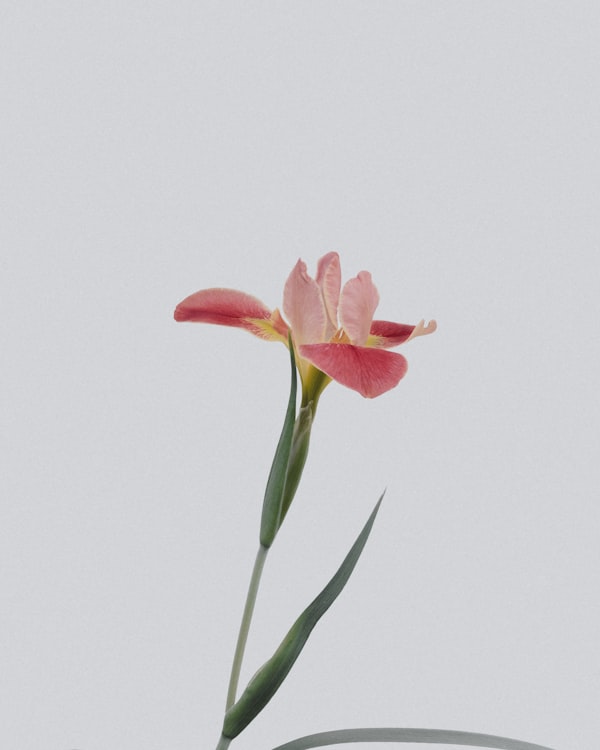 Flowers on table